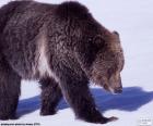Медведь Гризли является большой подвид бурого медведя, обитающие в Северной Америке